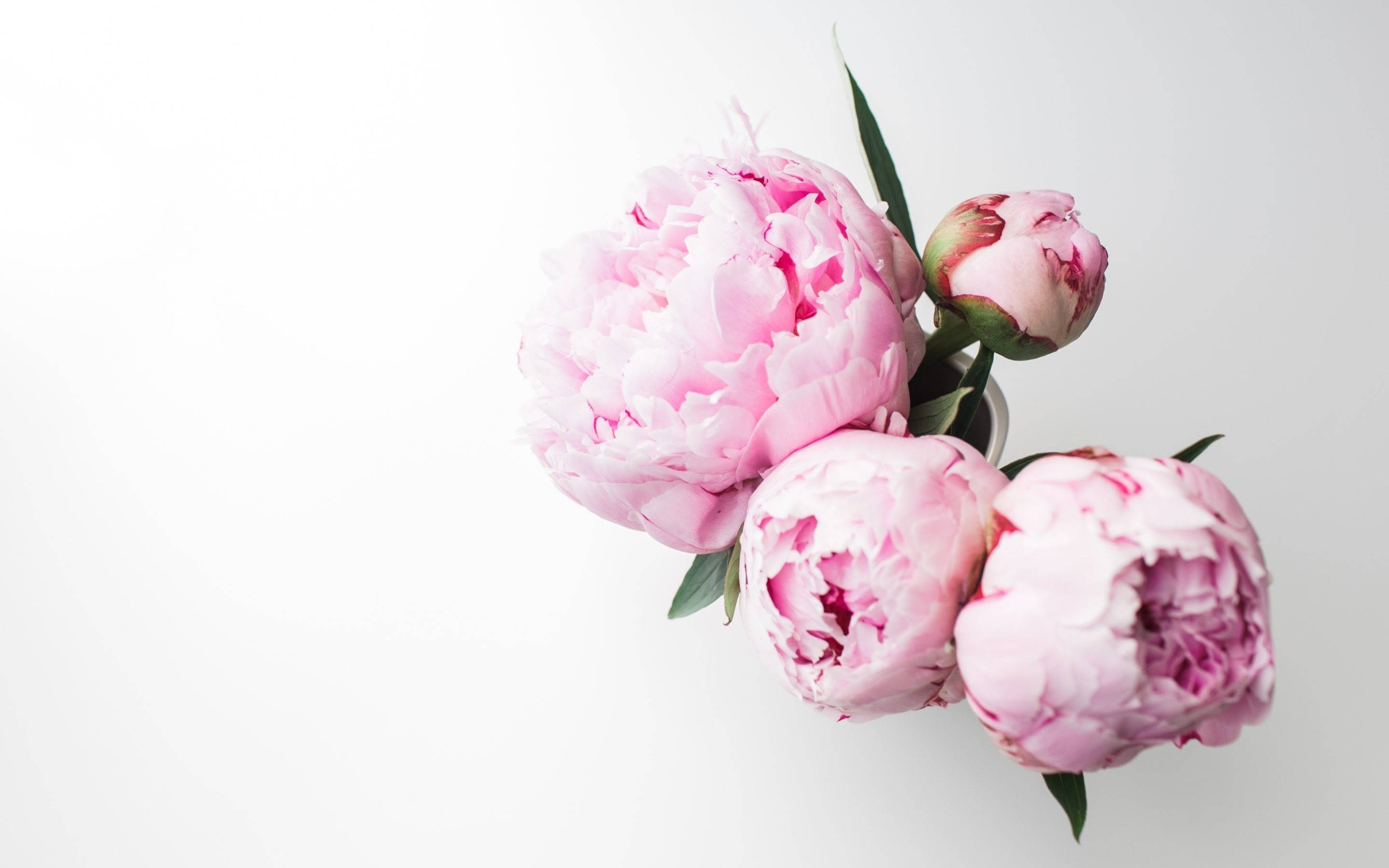 pink peony flowers, top view, soft pink, 2K Desktop Wallpaper