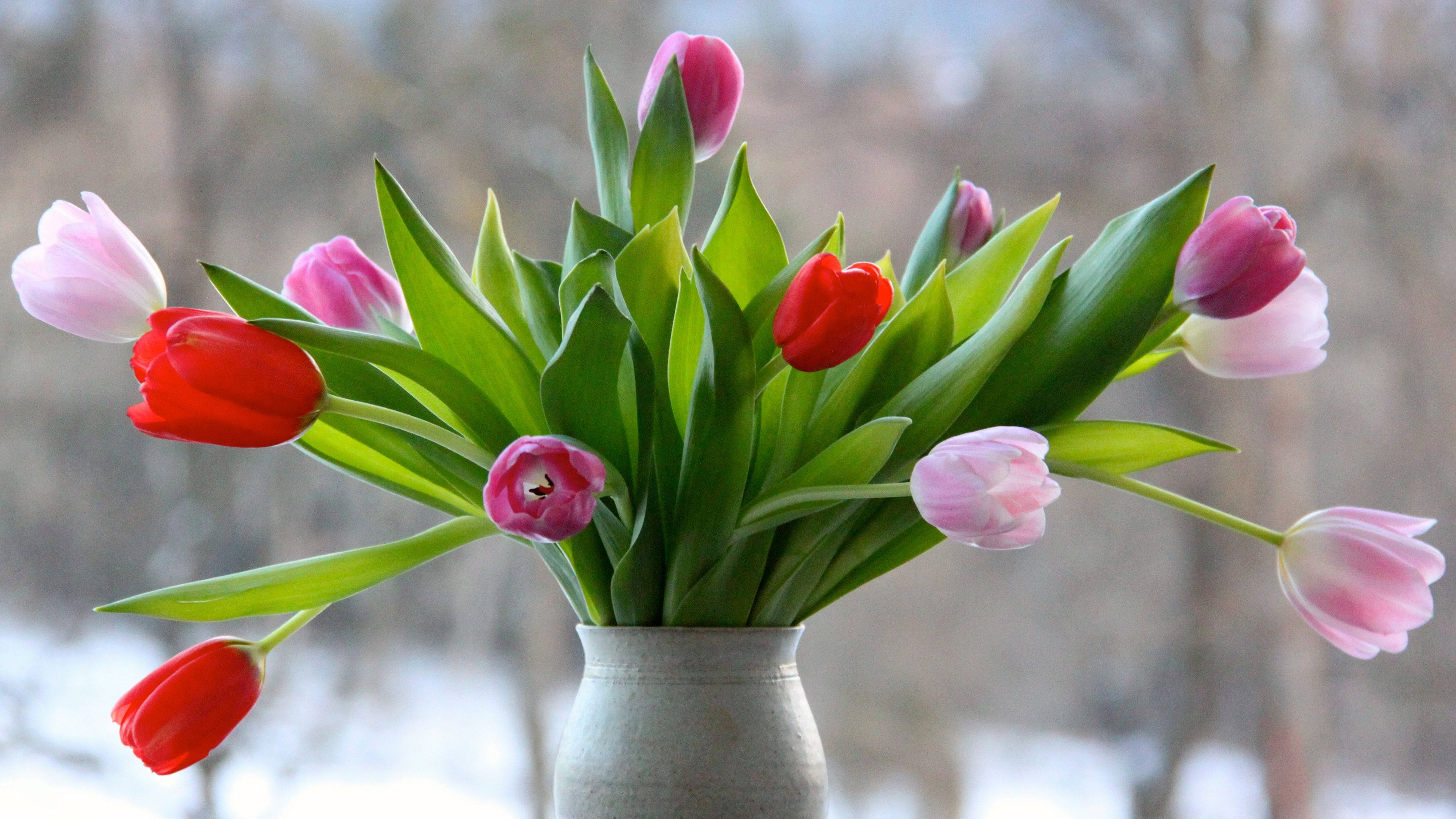 drooping tulips, flower vase, red and pink tulips, 4K Desktop Wallpaper