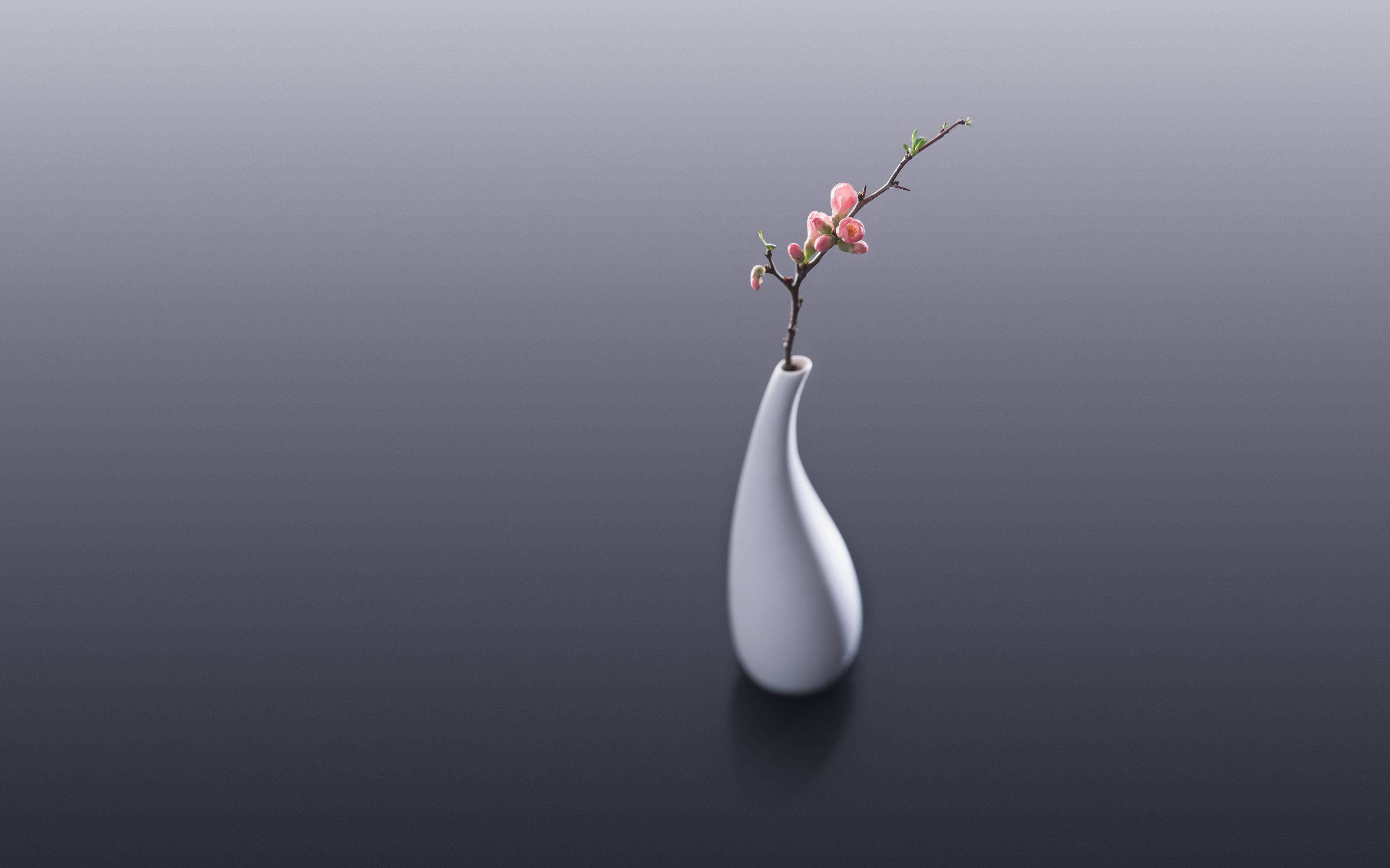 white ceramic flower vase, cherry blossom, pink blossoms, 2K Desktop Wallpaper