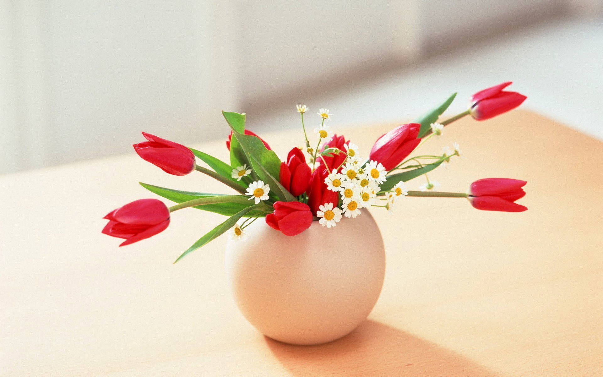 bent red tulips, flower vase, soft beige vase, Full HD Desktop Wallpaper