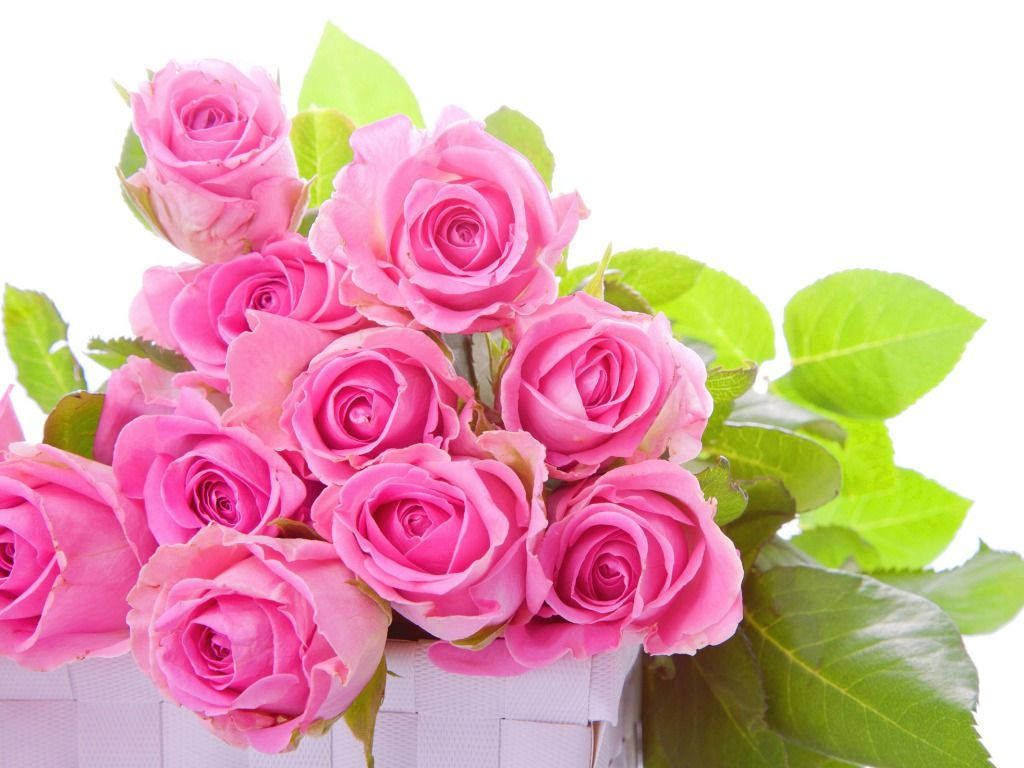 pink rose flowers, bouquet of pink roses, white woven basket, SD Desktop Wallpaper