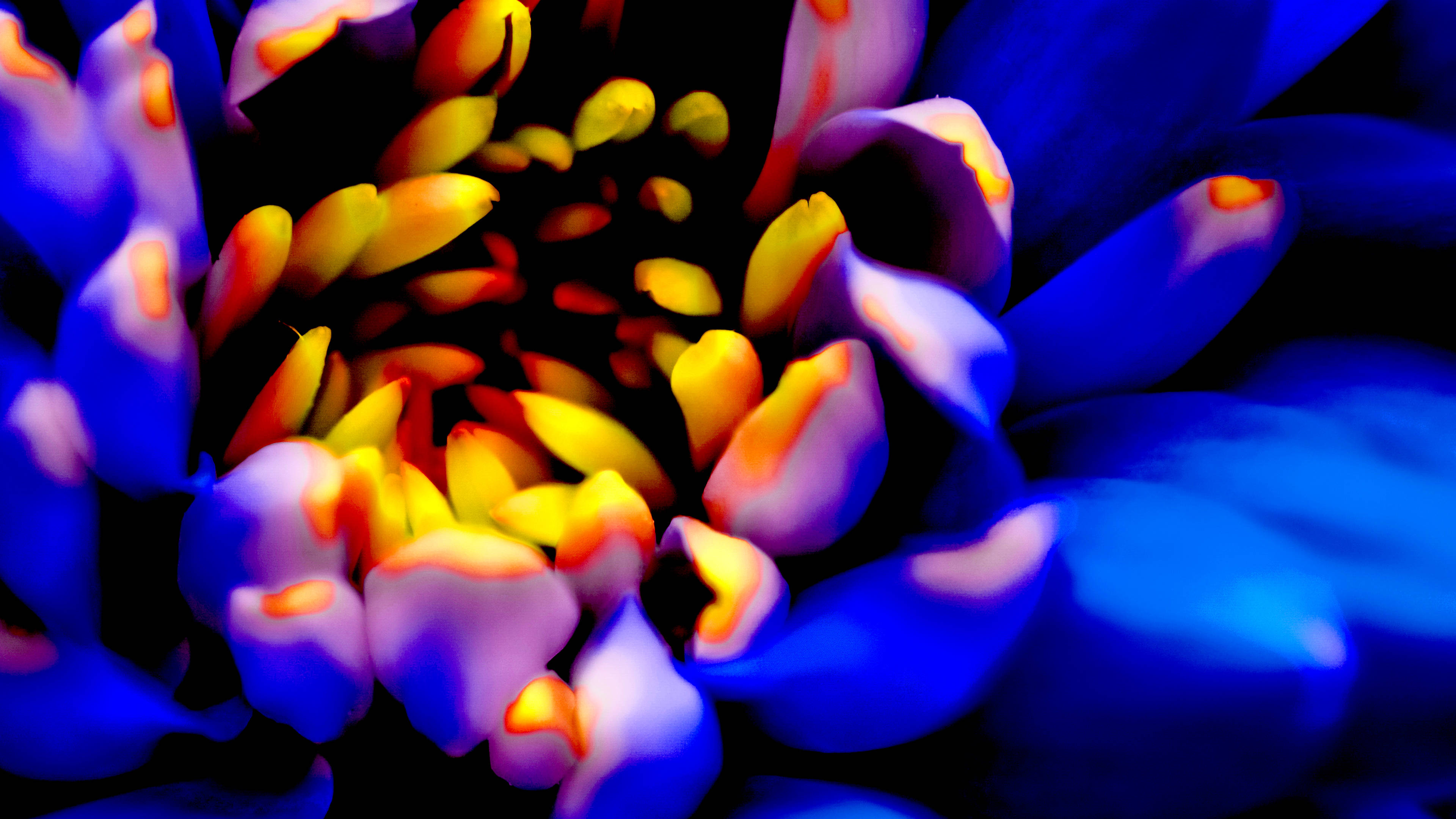 vibrant blue flower, electric blue petals, glowing yellow orange stamens, 4K Desktop Wallpaper