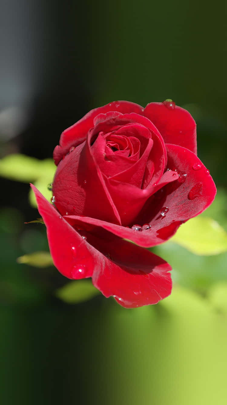 flower, nature, red rose, HD Phone Wallpaper