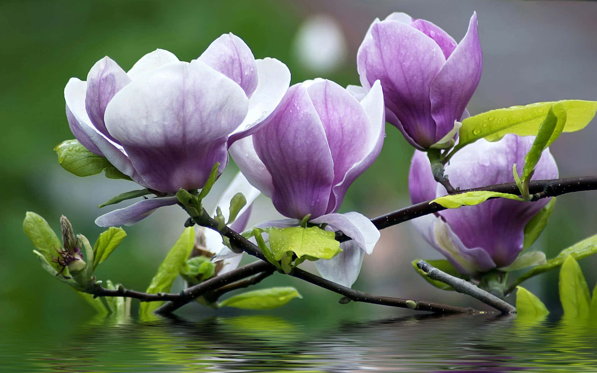 Chinese magnolia flower, branch, purple and white magnolia blossoms, Full HD Desktop Wallpaper