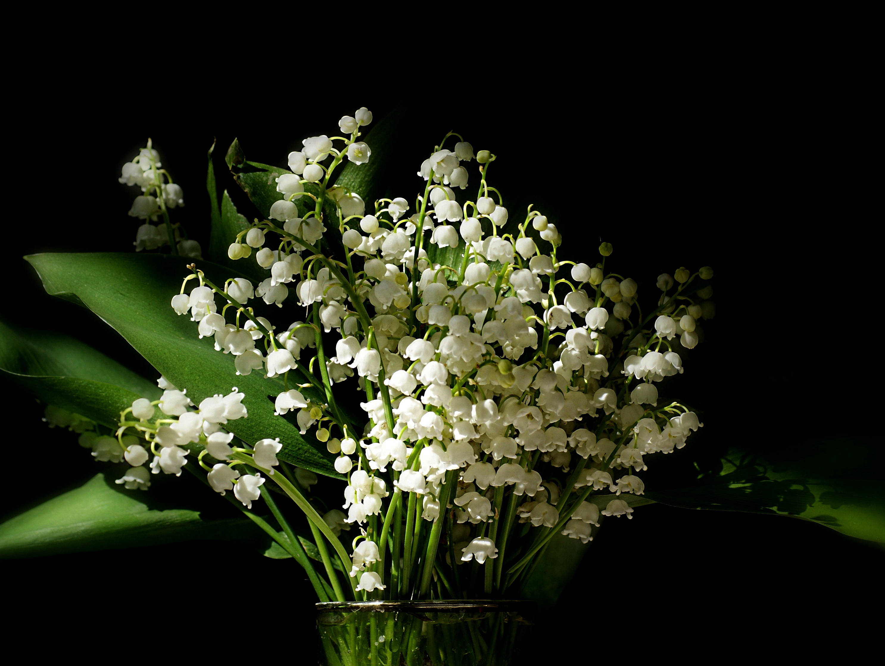 white lily of the valley, glass vase, stark black background, 2K Desktop Wallpaper