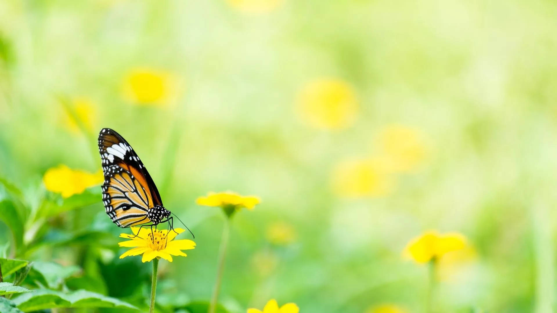monarch butterfly, bright yellow flower, soft green meadow, HD Desktop Wallpaper