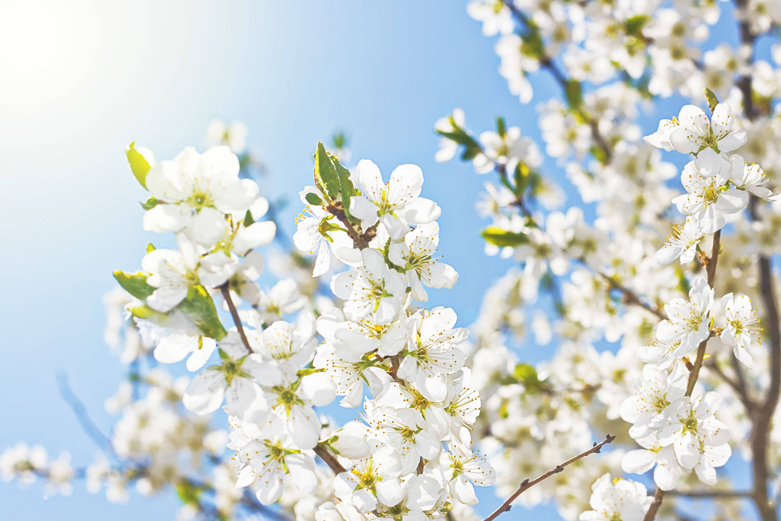 White Flower Sun, white cherry blossoms, clear blue sky, 2K Desktop Wallpaper