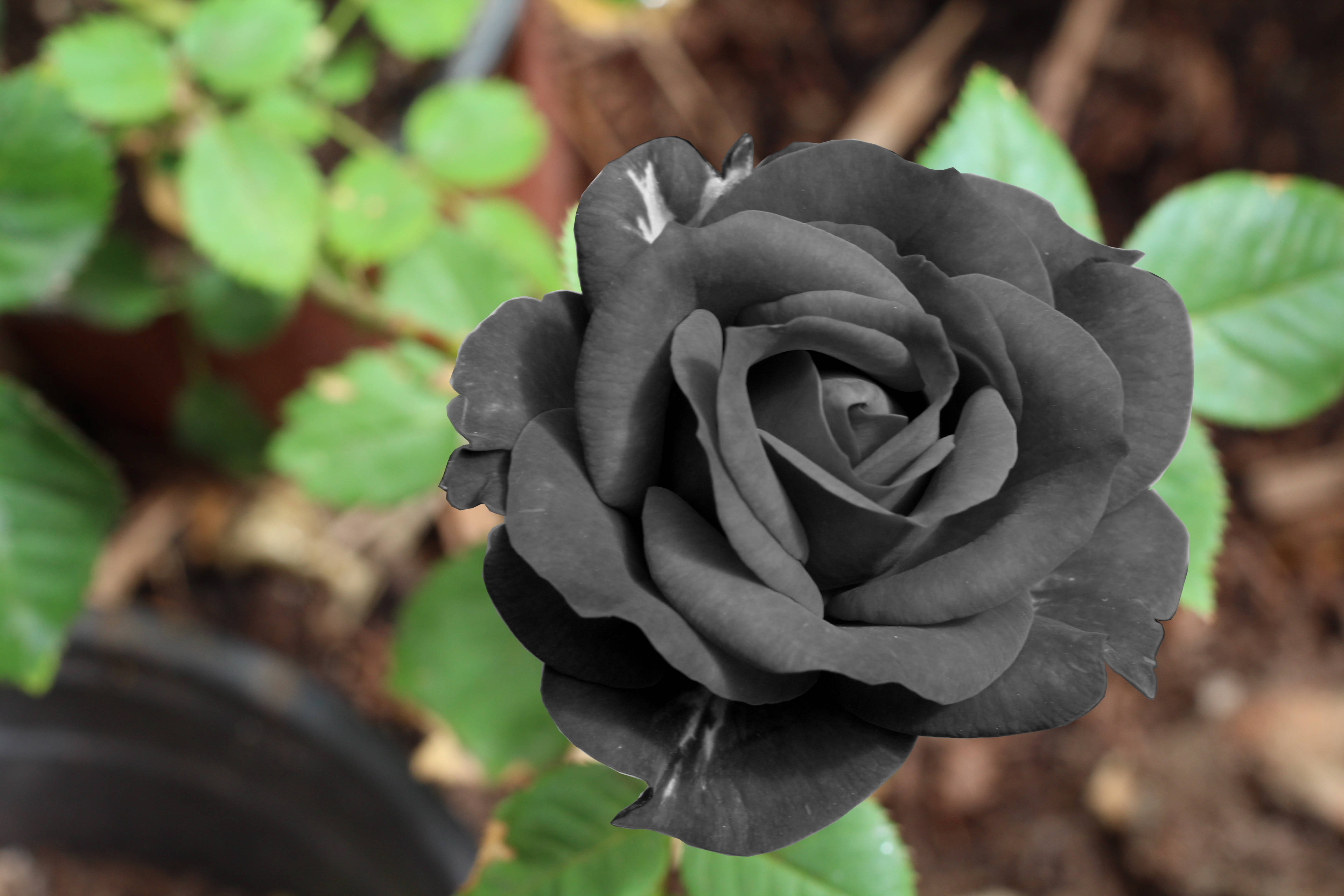 black rose, velvety black rose, intricate layered petals, 5K Desktop Wallpaper