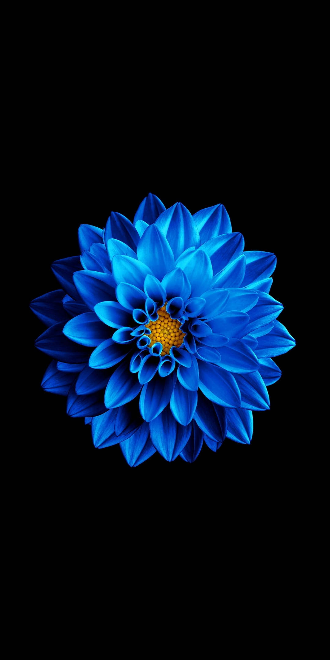 Samsung Full HD, vibrant blue dahlia, golden center, Full HD Phone Wallpaper