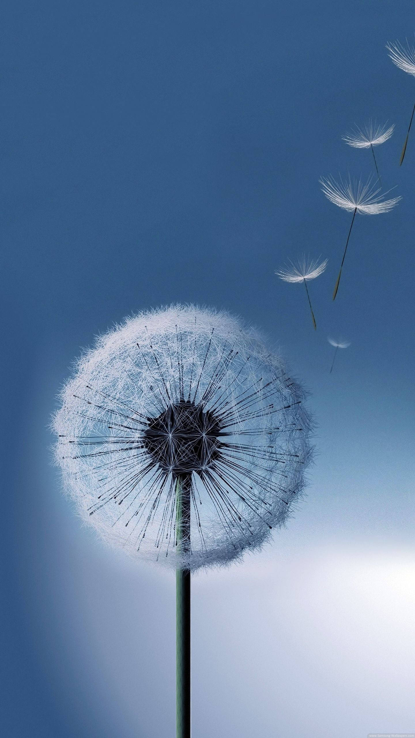 Samsung Full HD, dandelion, fluffy white seeds, 2K Phone Wallpaper