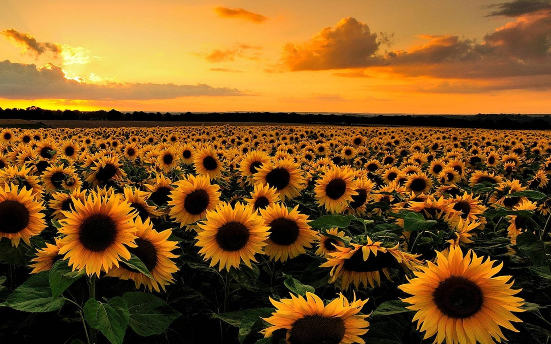 sunflower, field, sunset, Full HD Desktop Wallpaper