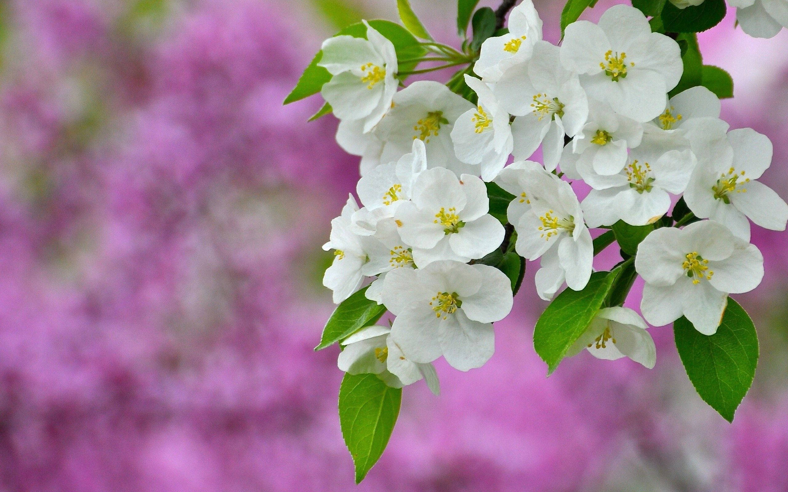 white flowers, delicate white blossoms, yellow centers, 2K Desktop Wallpaper