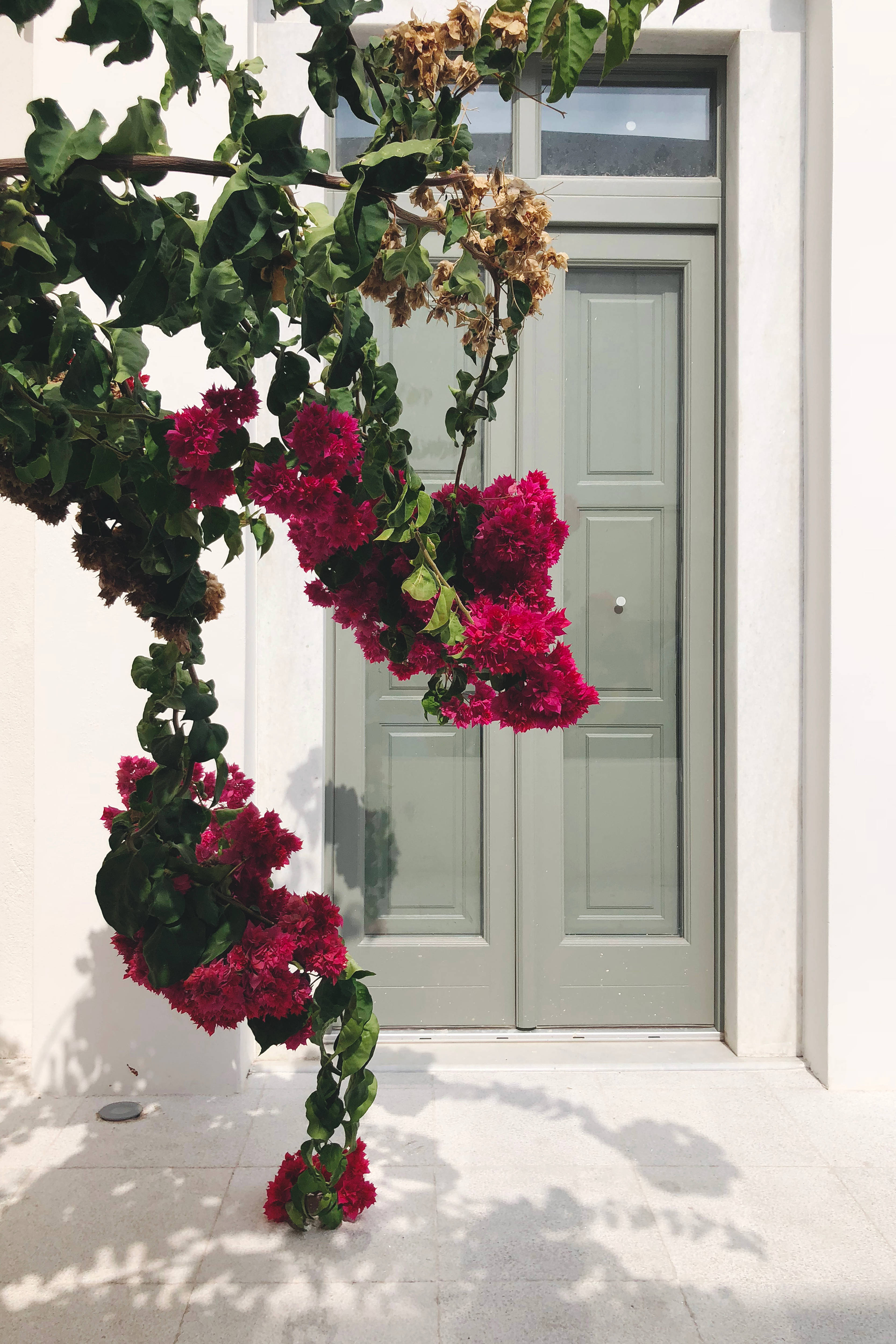iPhone 8, magenta bougainvillea, sage green door, 4K Phone Wallpaper