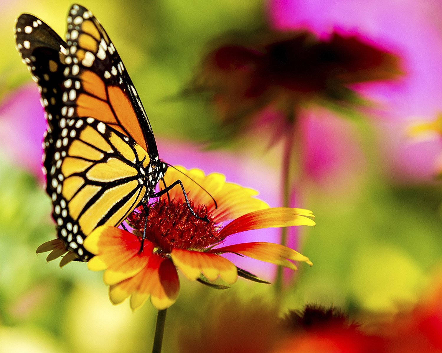yellow monarch butterfly, vibrant yellow red flower, orange black and white wings, HD Desktop Wallpaper