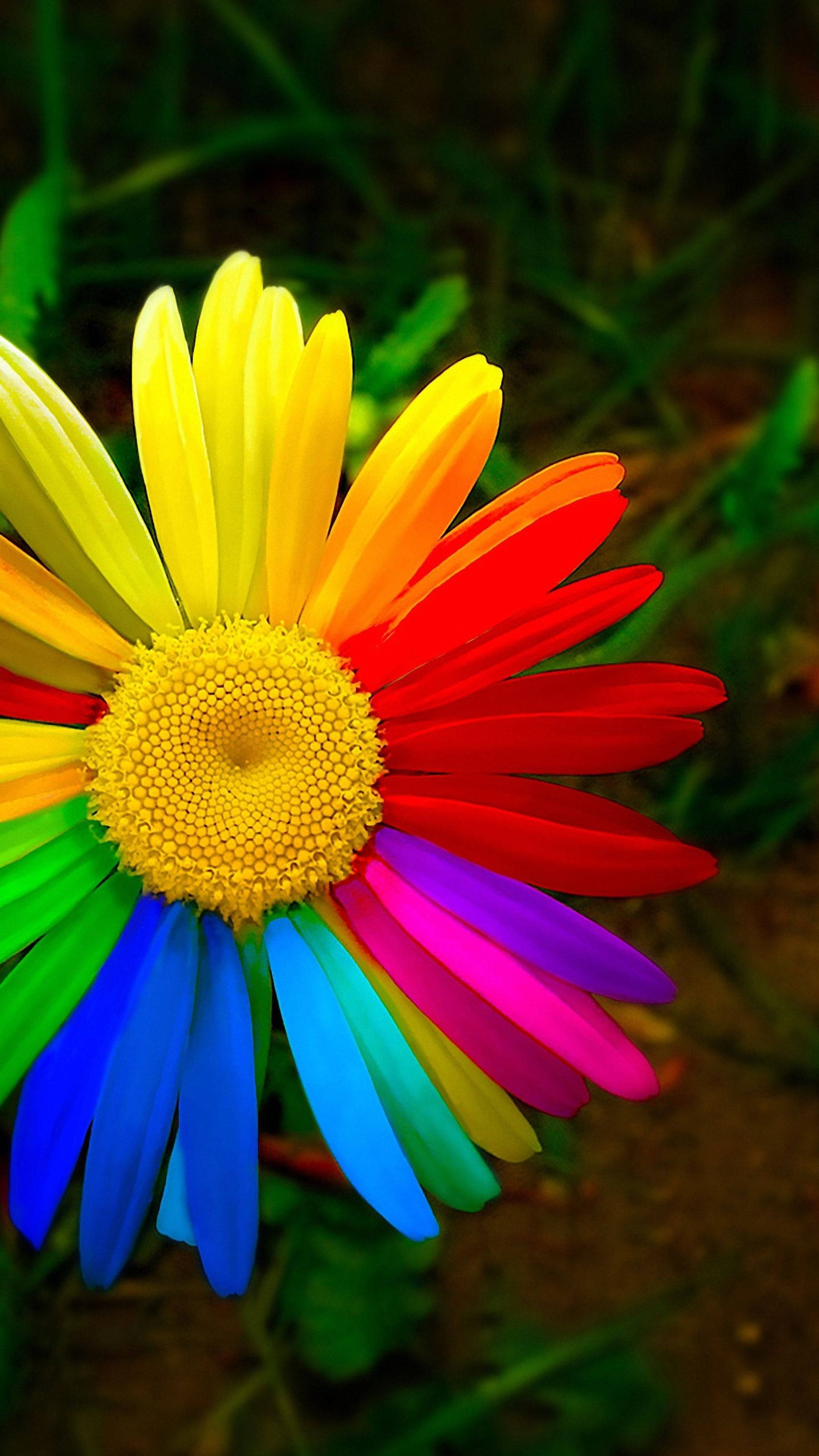 rainbow daisy flower, vibrant rainbow-colored daisy, golden center, 4K Phone Wallpaper