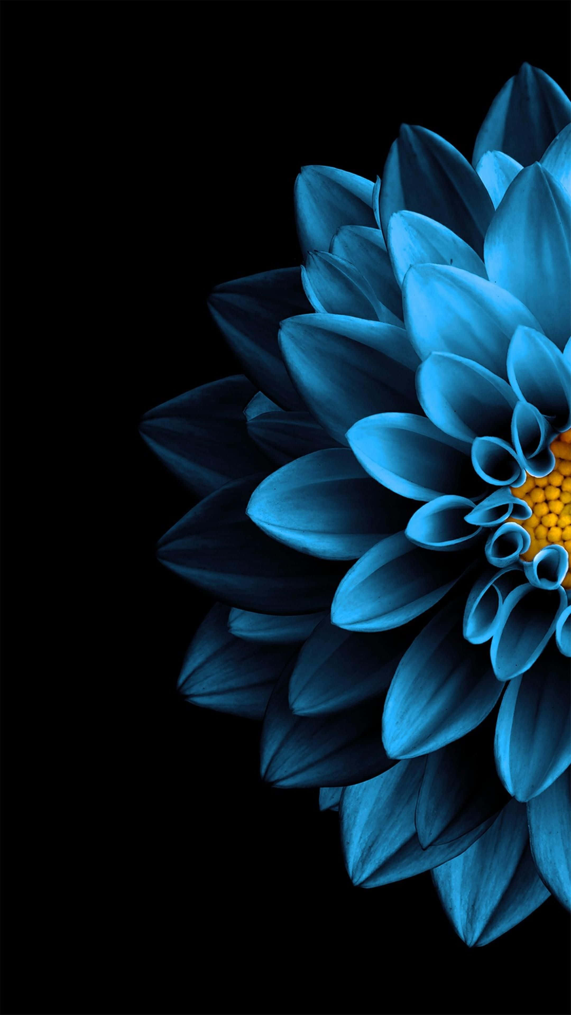 8K Ultra HD Amoled, blue dahlia, yellow center, 4K Phone Wallpaper