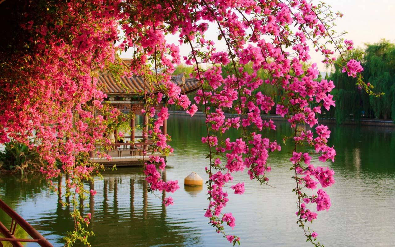pink hanging flower, vibrant pink blossoms, tranquil pond, HD Desktop Wallpaper