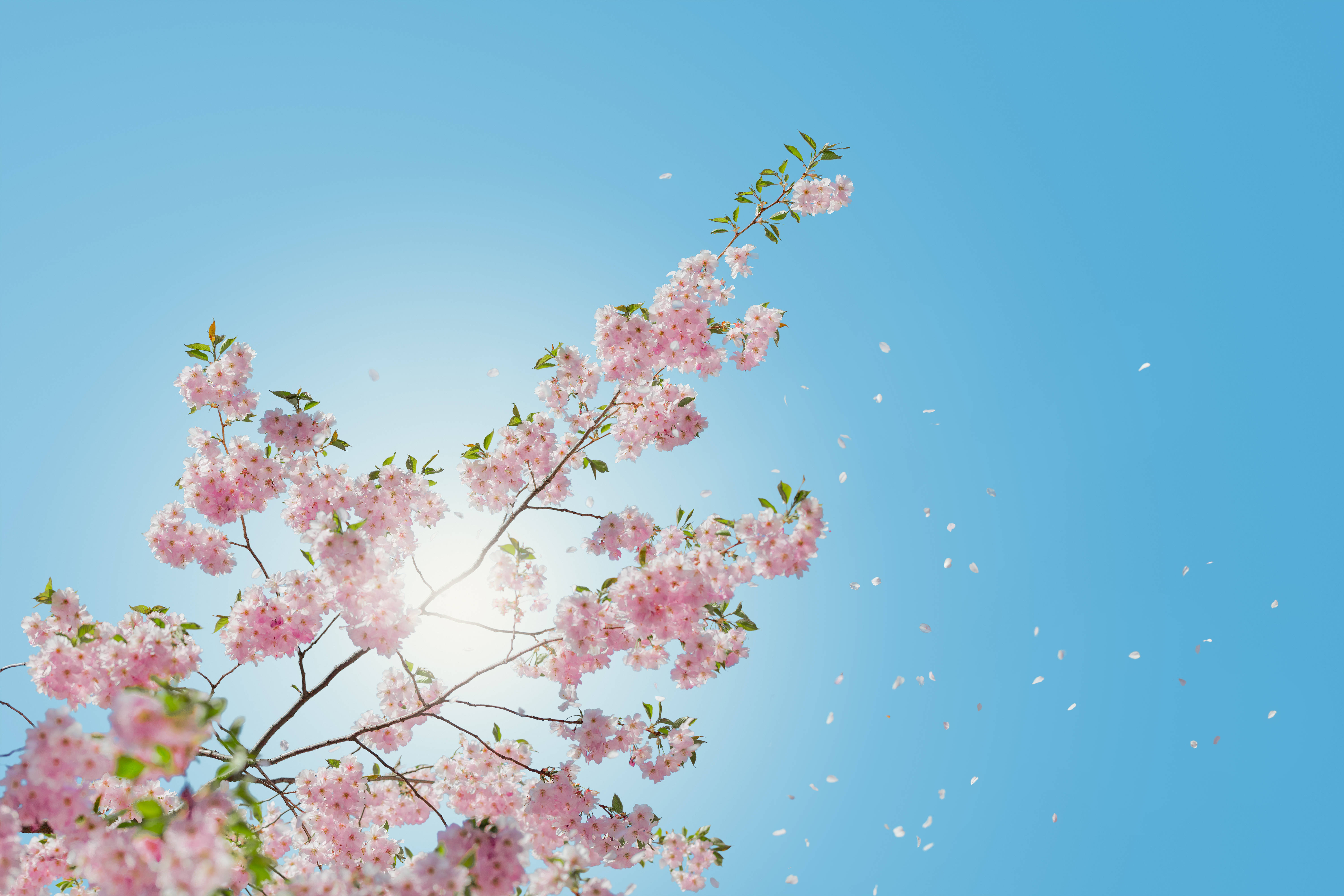 pink cherry blossoms, clear blue sky, sunlight filtering through delicate petals, 5K Desktop Wallpaper