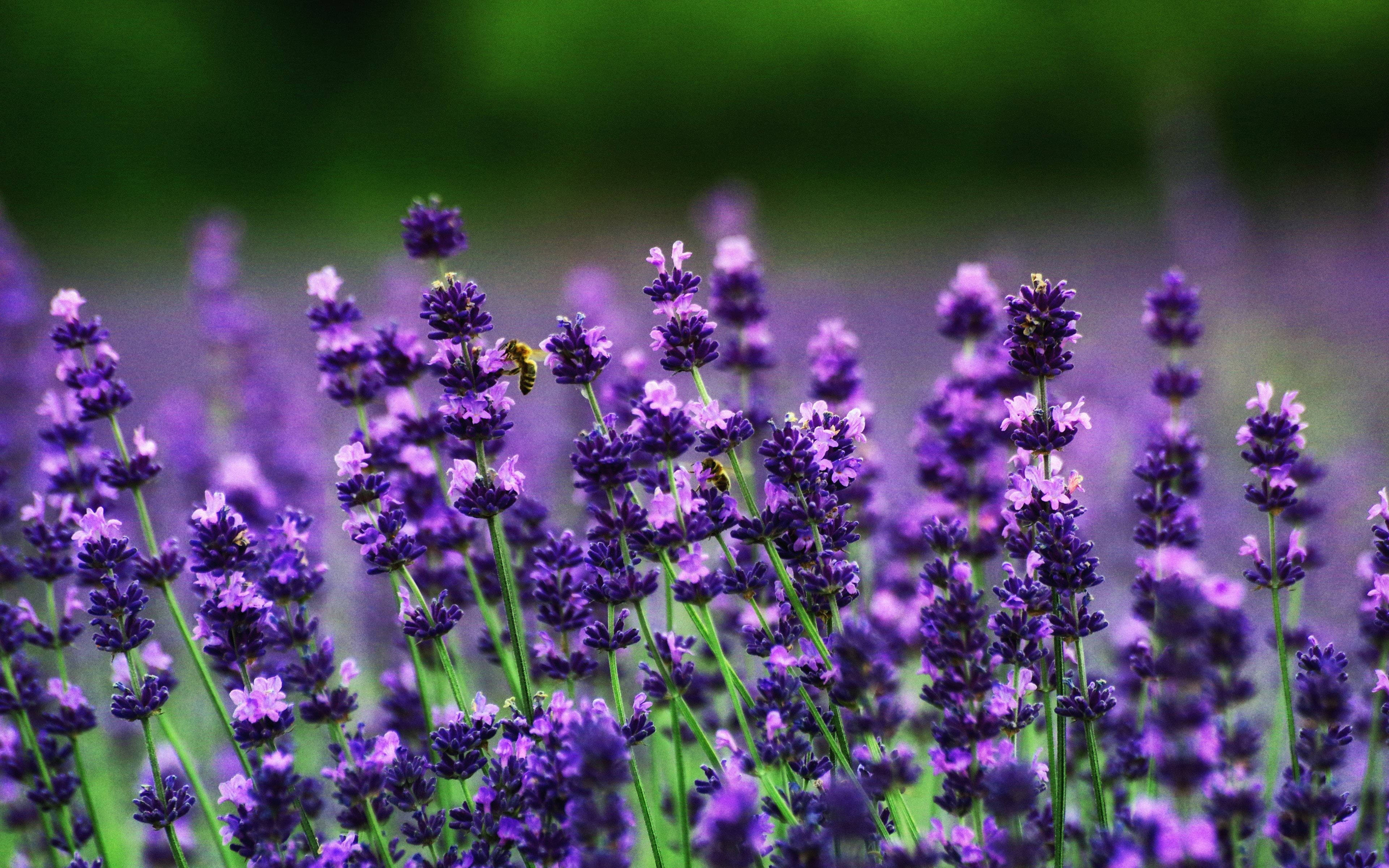 4K UHD, lavender flowers, bee, 4K Desktop Wallpaper