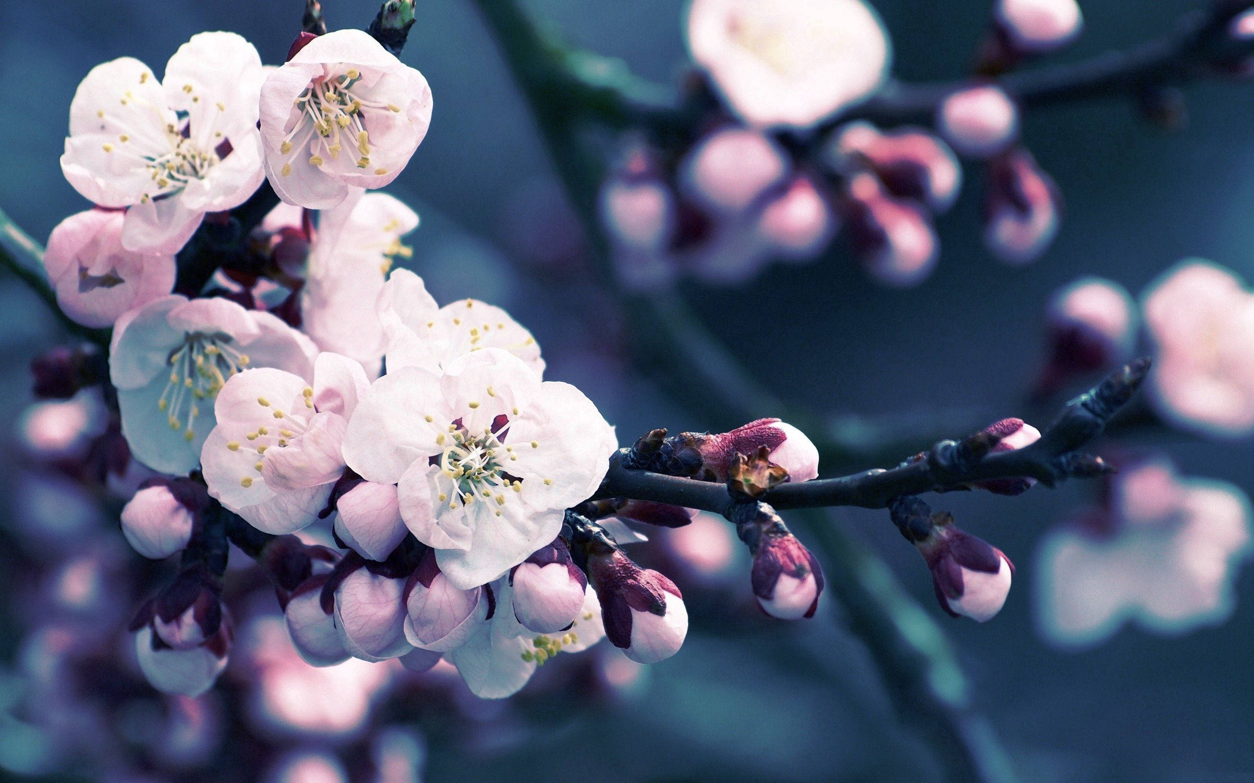 dark cherry blossom flower, cherry blossoms, pink, 2K Desktop Wallpaper