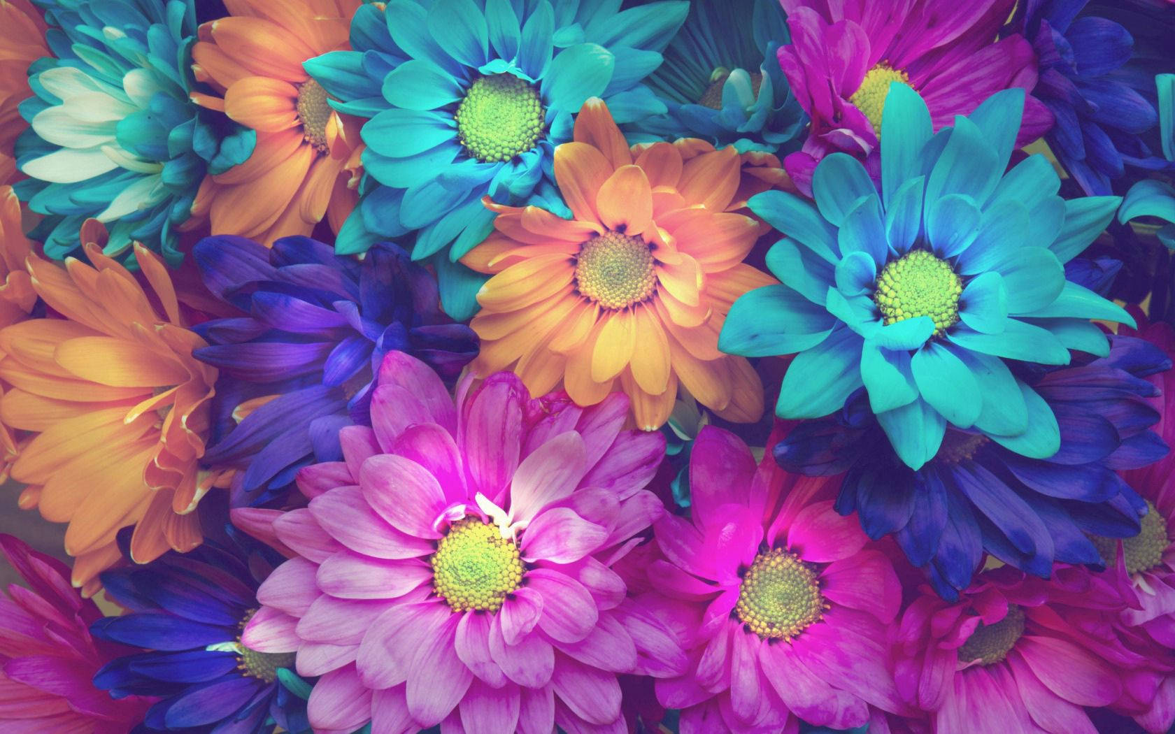 colorful neon flower, multicolored daisies, electric blues, HD Desktop Wallpaper