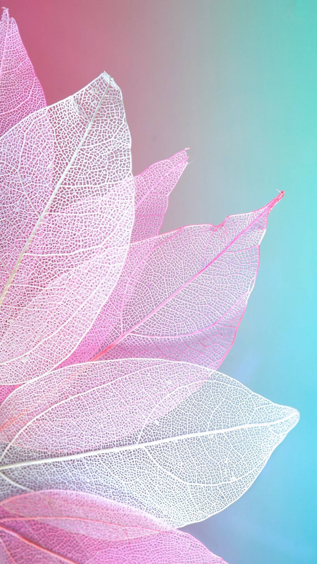 pink petals, blue, soft gradient of pink to teal, Full HD Phone Wallpaper