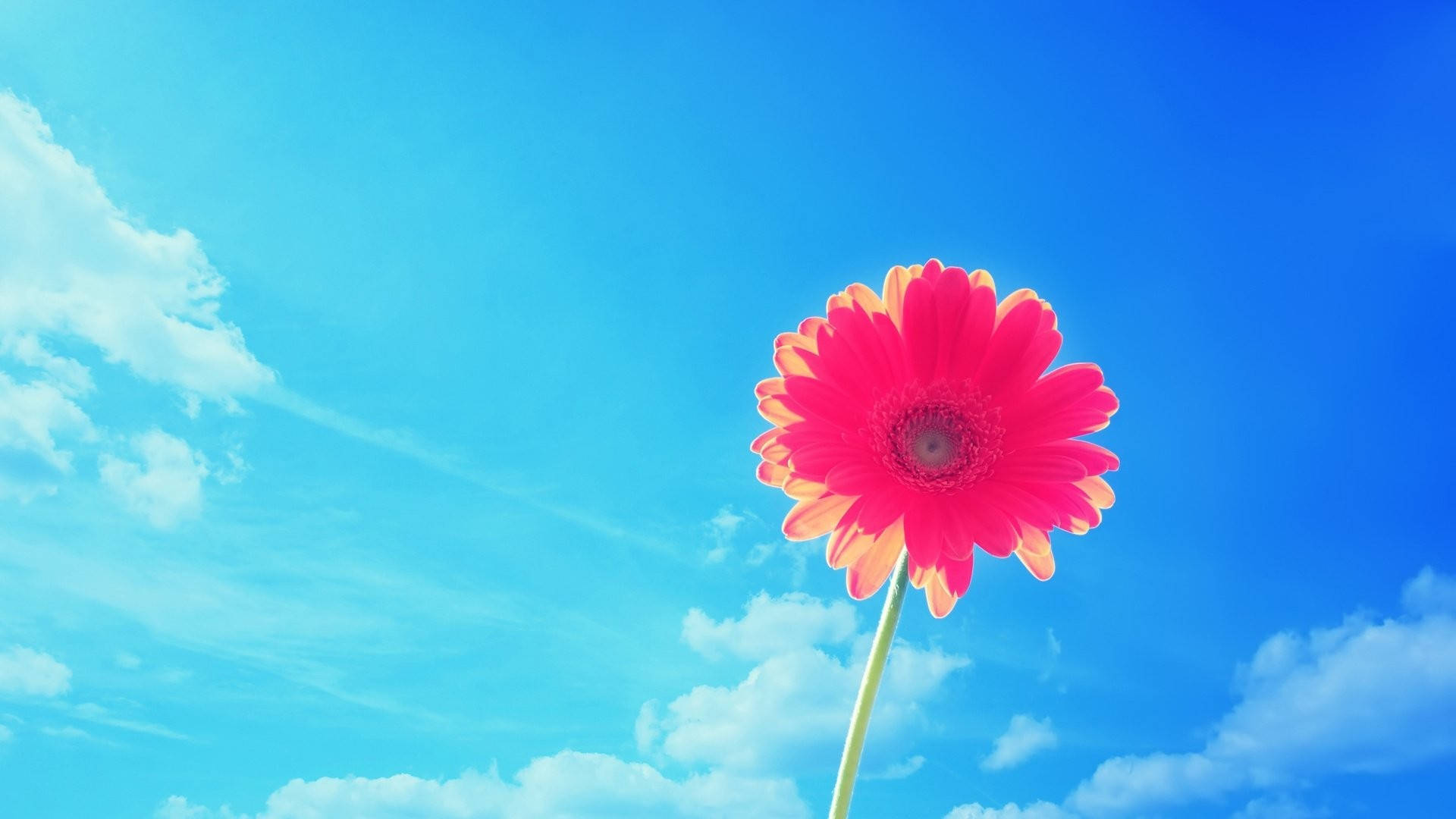pink gerbera daisy, bright blue sky, fluffy white clouds, Full HD Desktop Wallpaper