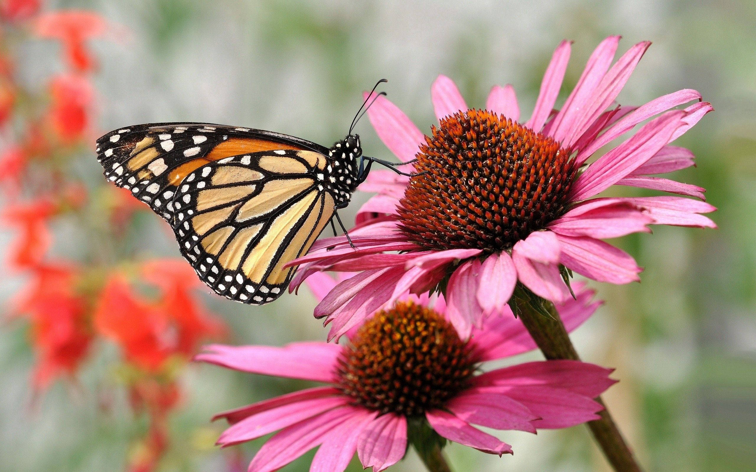 monarch butterfly, orange black and white wings, vibrant pink coneflower, 2K Desktop Wallpaper