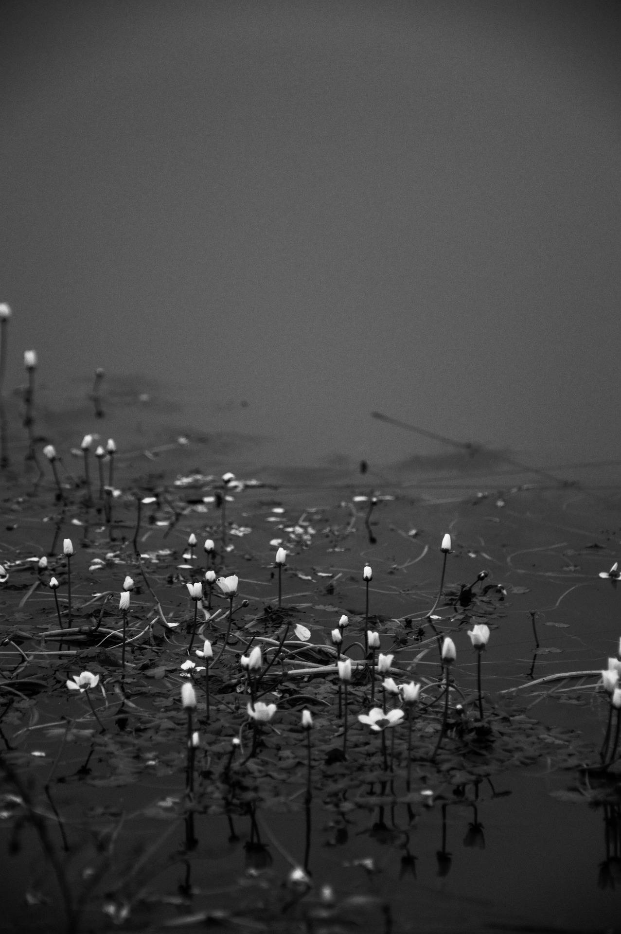 flowers on water, iPhone Dark, monochrome, Full HD Phone Wallpaper