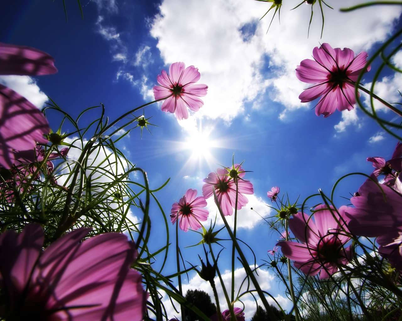 pink cosmos flowers, green fields, bright sun, HD Desktop Wallpaper