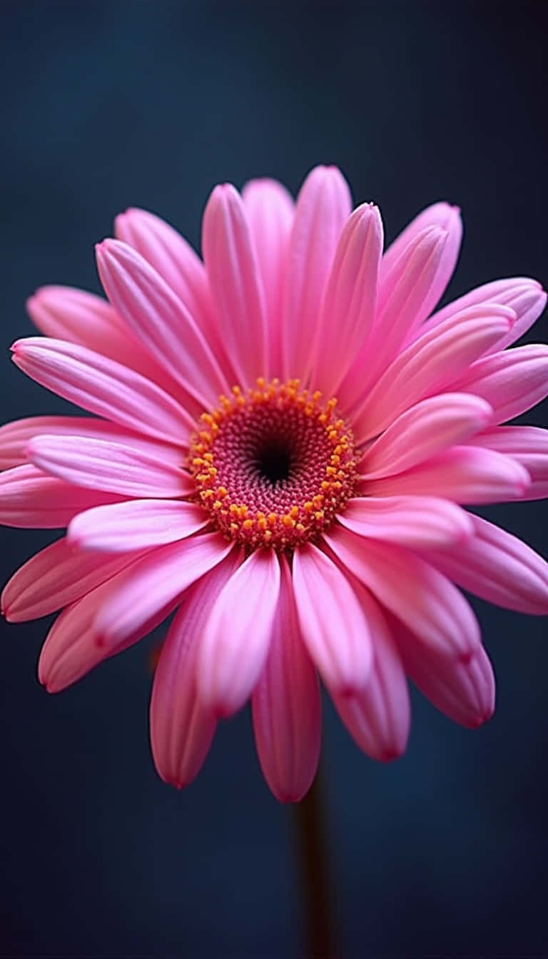 vibrant pink daisy, delicate petals, textured orange center, HD Phone Wallpaper