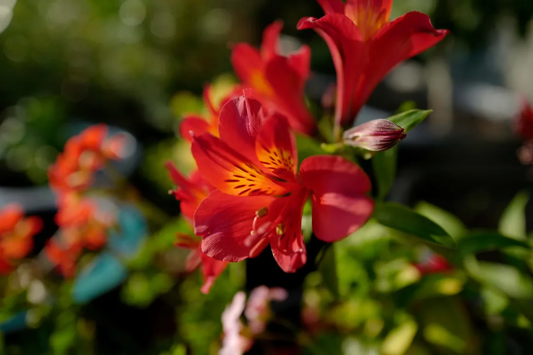 Flowers 4K