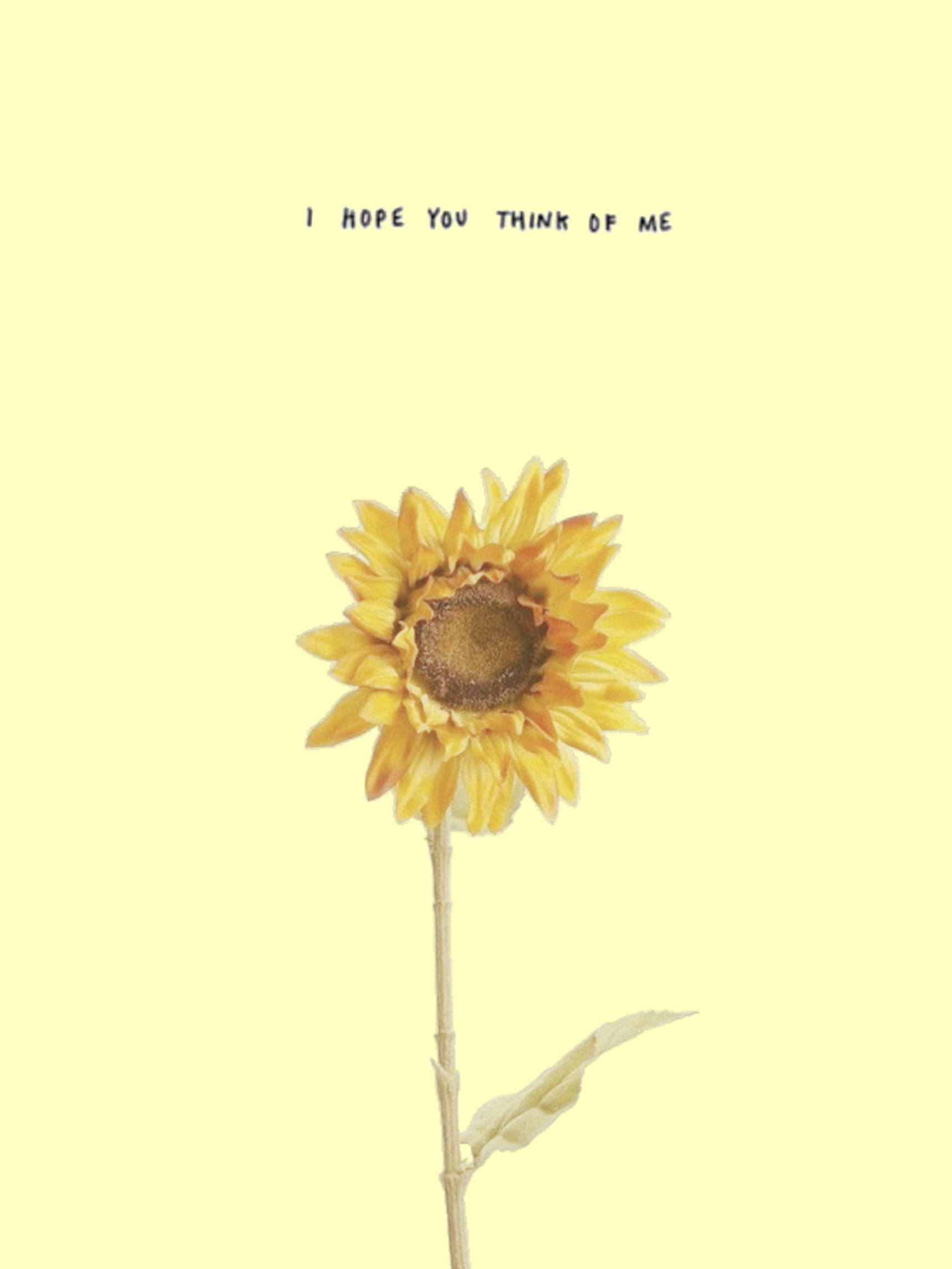 sunflower, pale yellow background, text above reading i hope you think of me, Full HD Phone Wallpaper