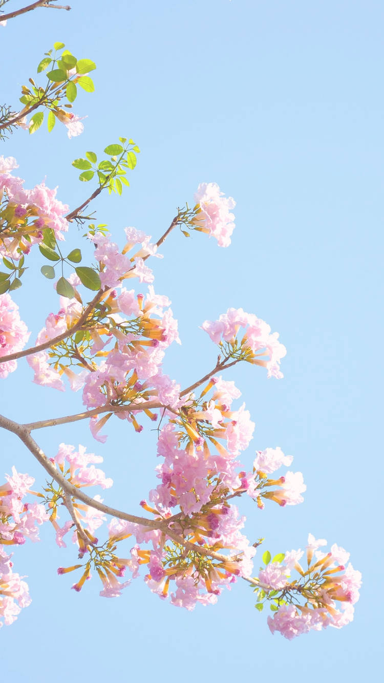 baby pink flowers aesthetic sky, pink trumpet flowers, clear blue sky, HD Phone Wallpaper
