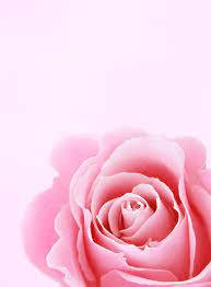 pink rose, soft pink rose, pale pink background, SD Phone Wallpaper