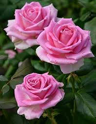 salmon pink rose, pink roses, layered petals, SD Phone Wallpaper