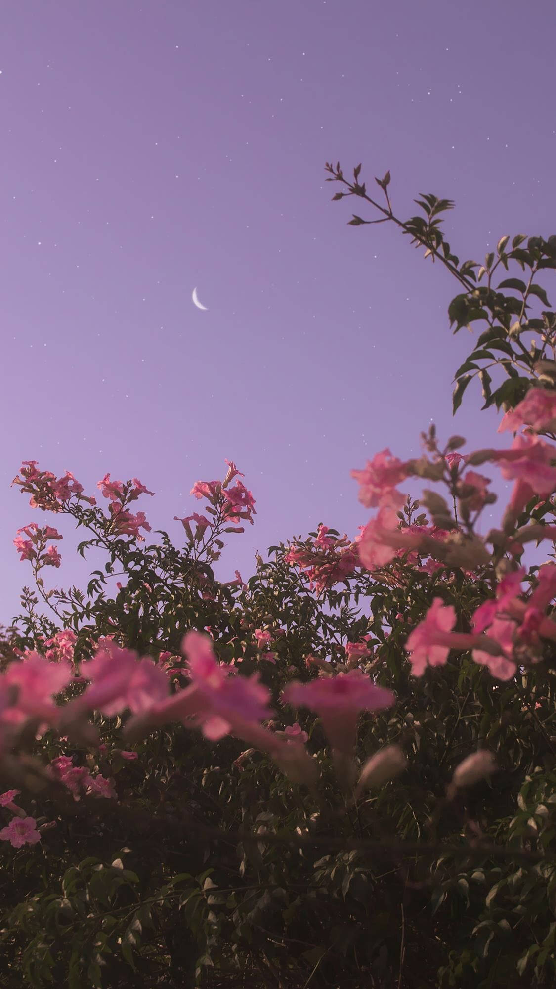 violet sky, pink flowers, starry purple sky, Full HD Phone Wallpaper