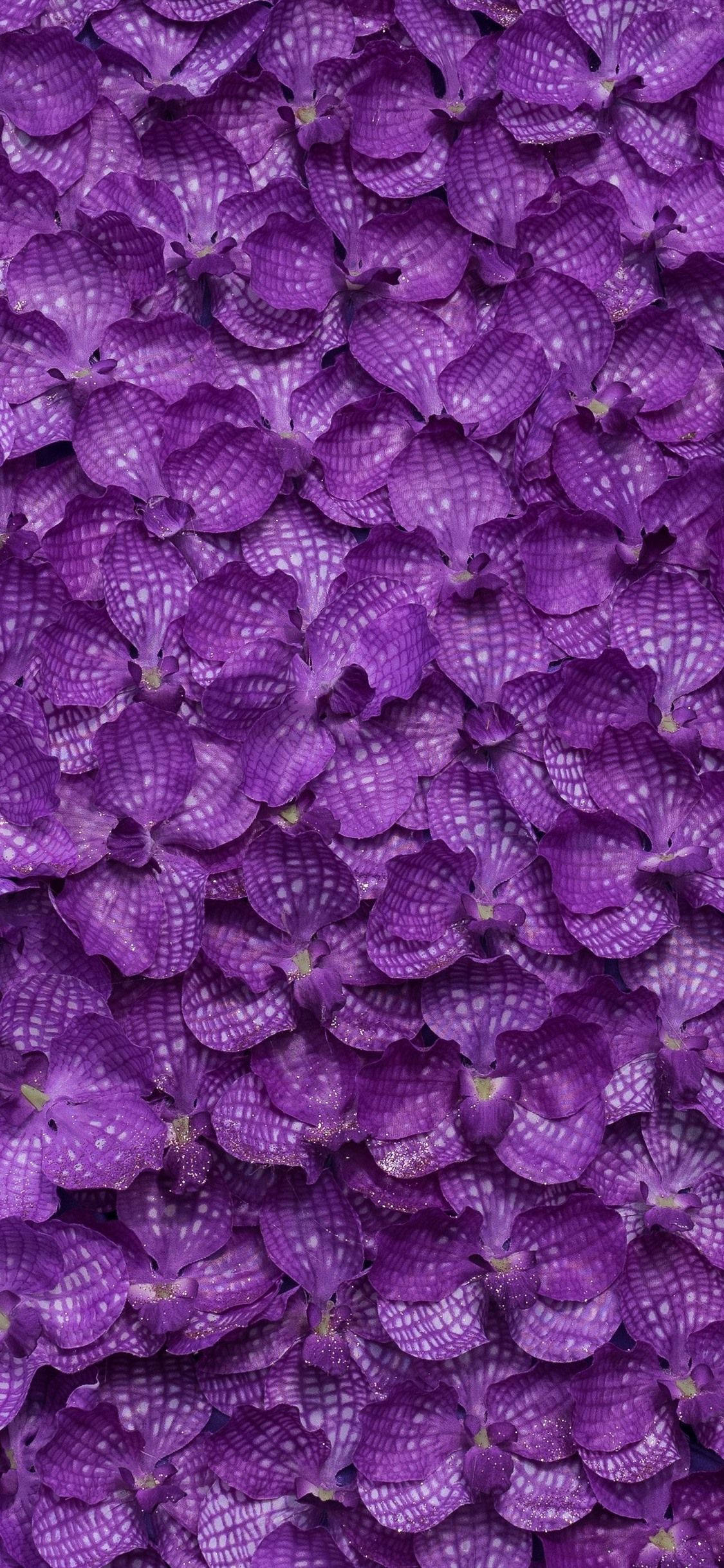 iPhone 11, purple, orchids, Full HD Phone Wallpaper