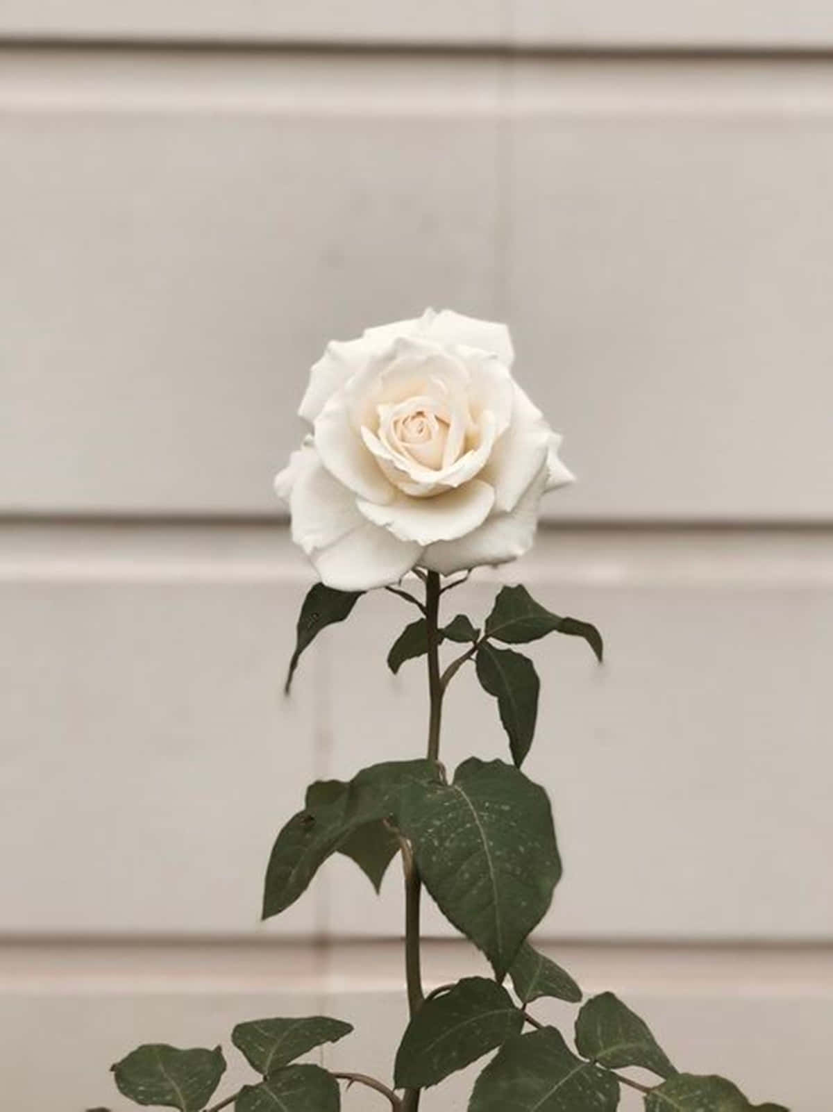 white rose, pristine white rose, soft beige siding wall, HD Phone Wallpaper