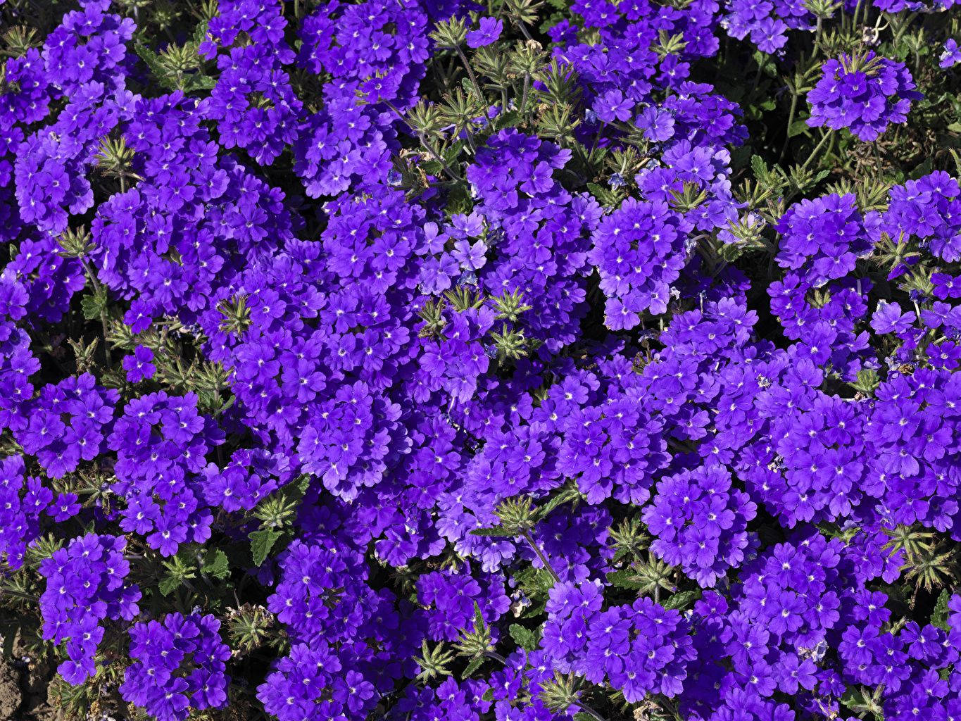 dwarf rock cress, purple flowers, field, HD Desktop Wallpaper
