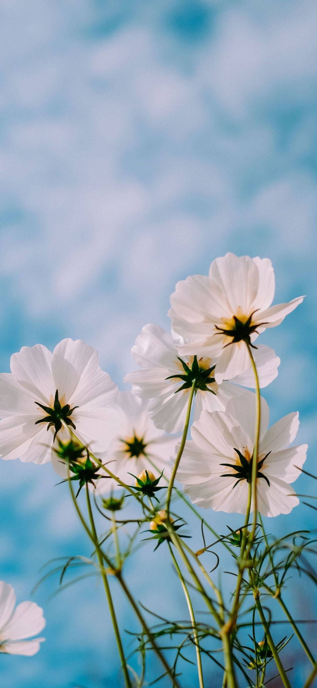 cosmos flowers, white cosmos flowers, soft blue sky, Full HD Phone Wallpaper
