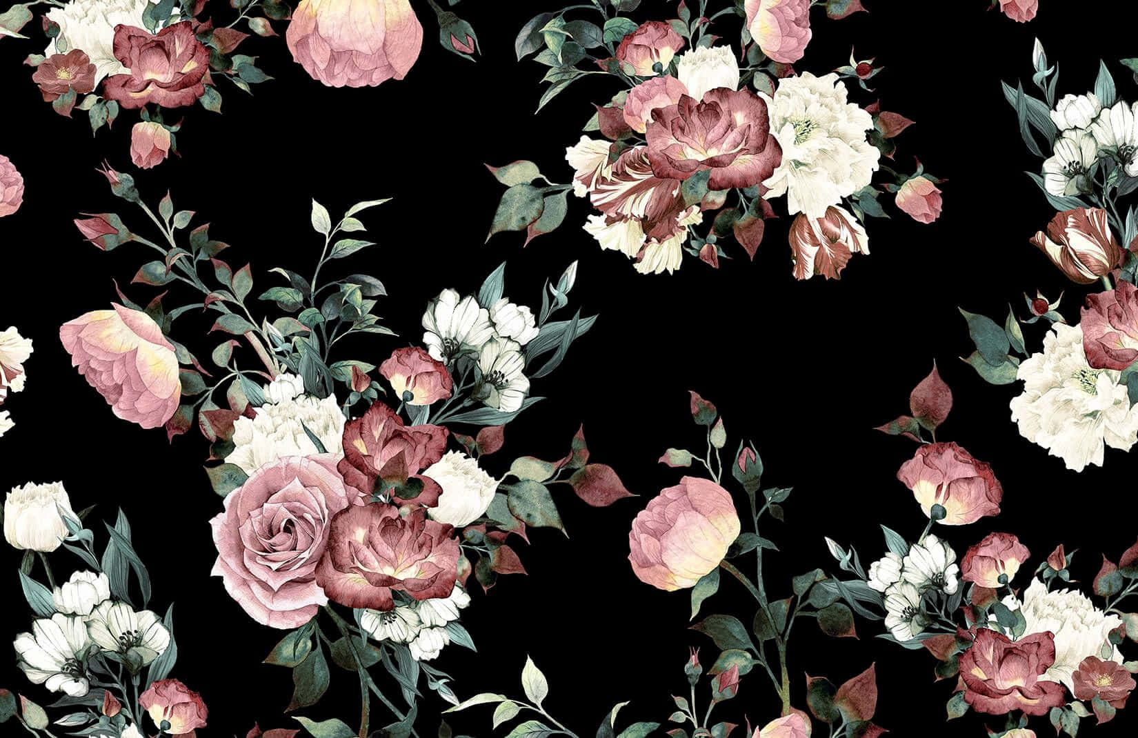 Rose, pink and white roses, green leaves, HD Desktop Wallpaper