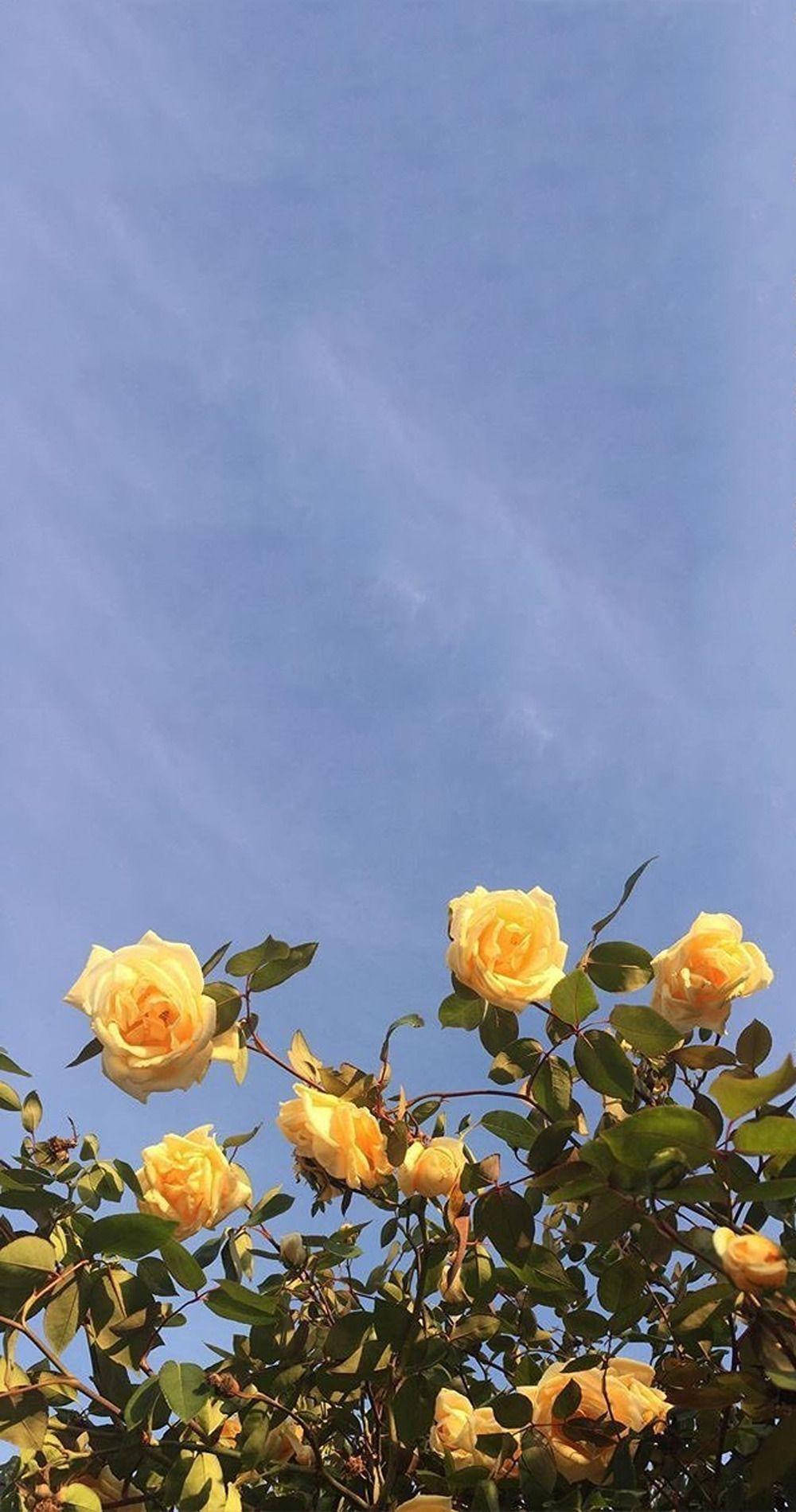 yellow roses, clear blue sky, bright sunny scene, HD Phone Wallpaper