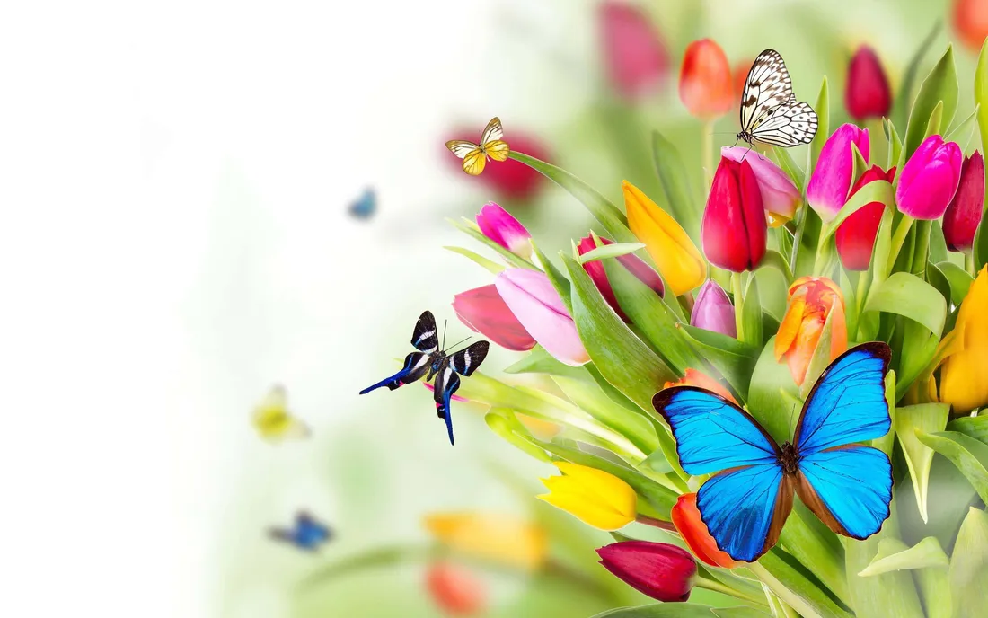 Flowers And Butterflies