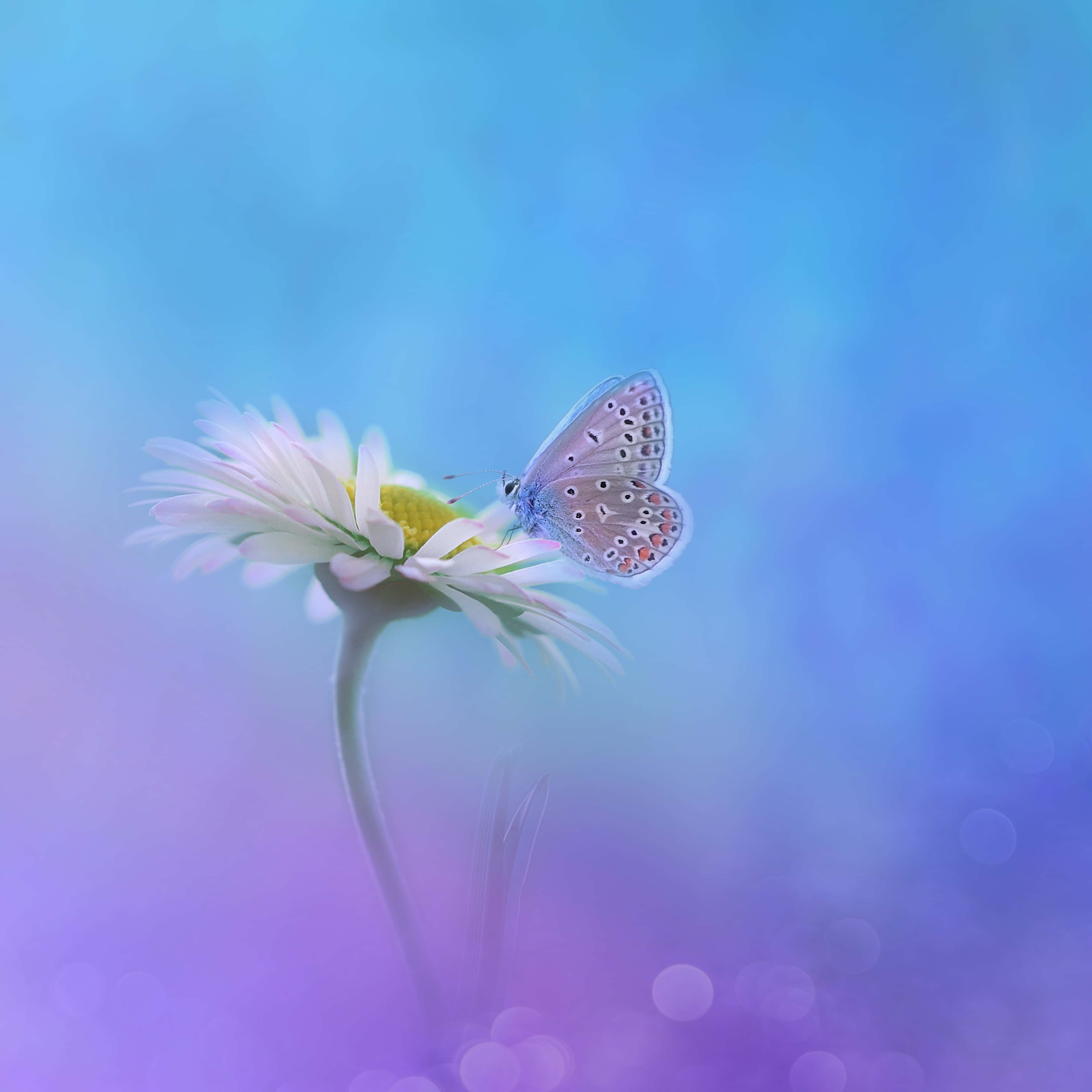 Flowers And Butterflies, blue butterfly, spotted wings, 4K Desktop Wallpaper