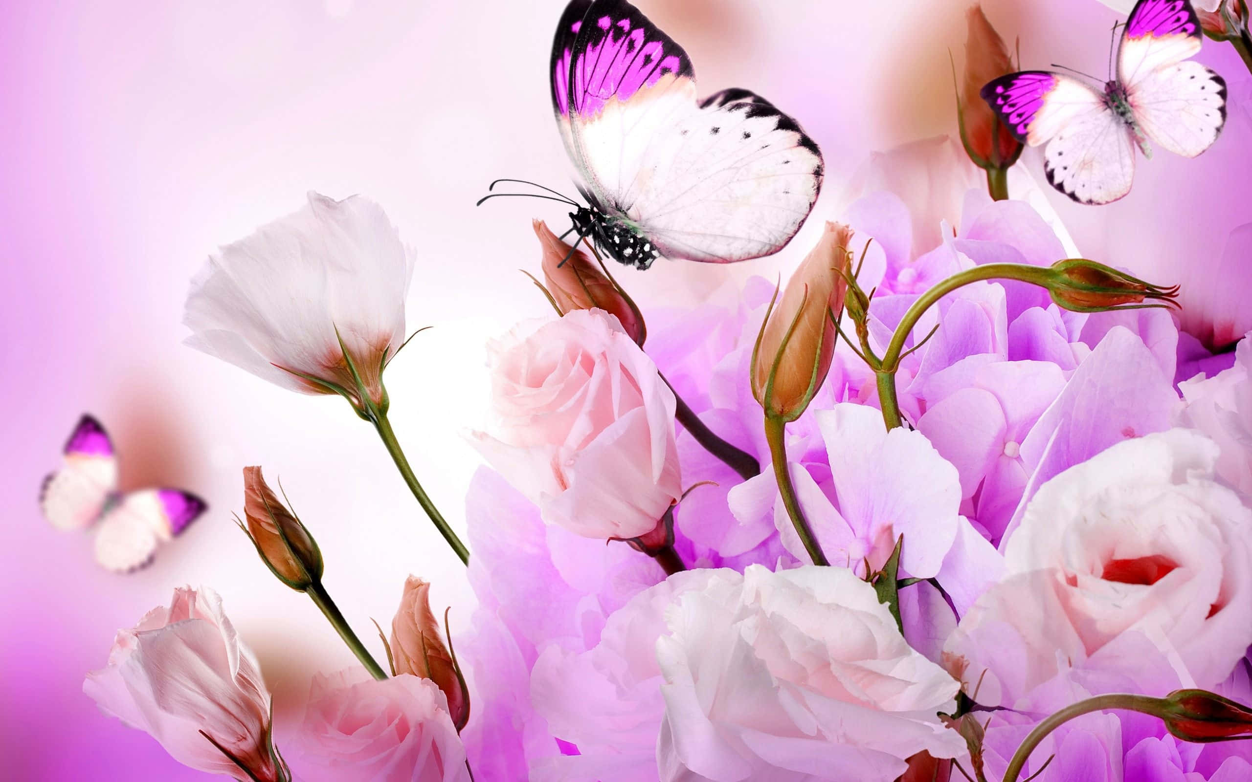 purple and white wings, soft pink and lavender roses, dreamy pastel background, 2K Desktop Wallpaper