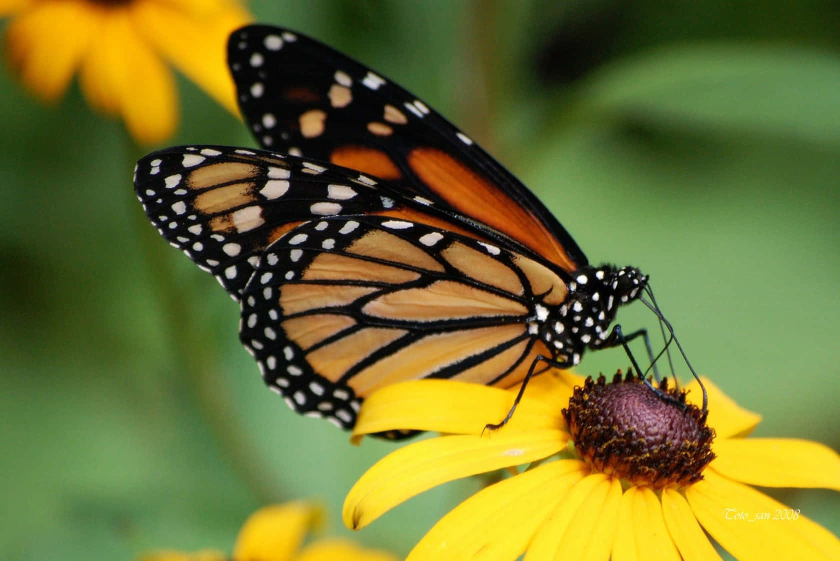 monarch butterfly, orange black and white wings, bright yellow flower, HD Desktop Wallpaper