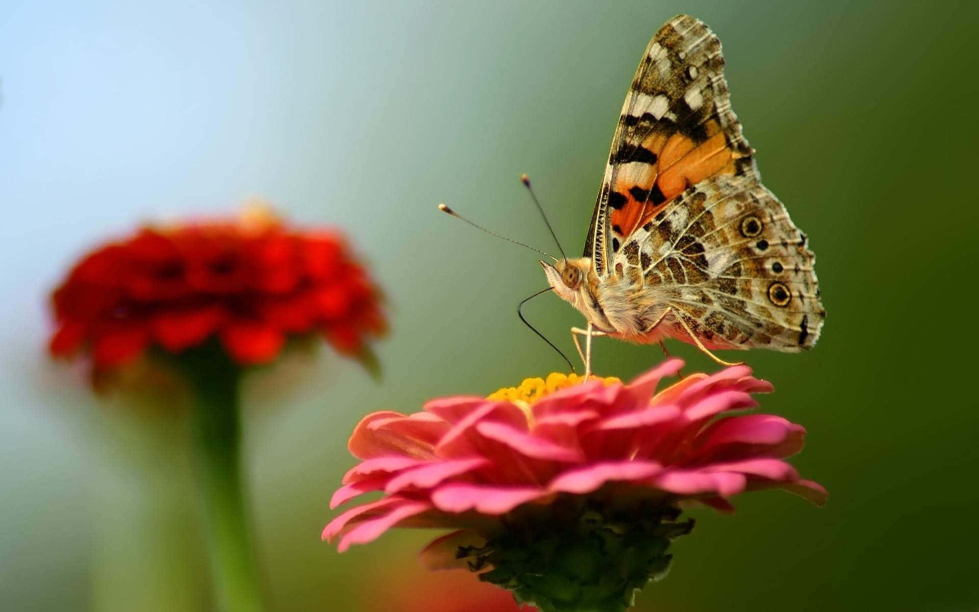 painted lady butterfly, pink zinnia flower, blurred red bloom, Full HD Desktop Wallpaper