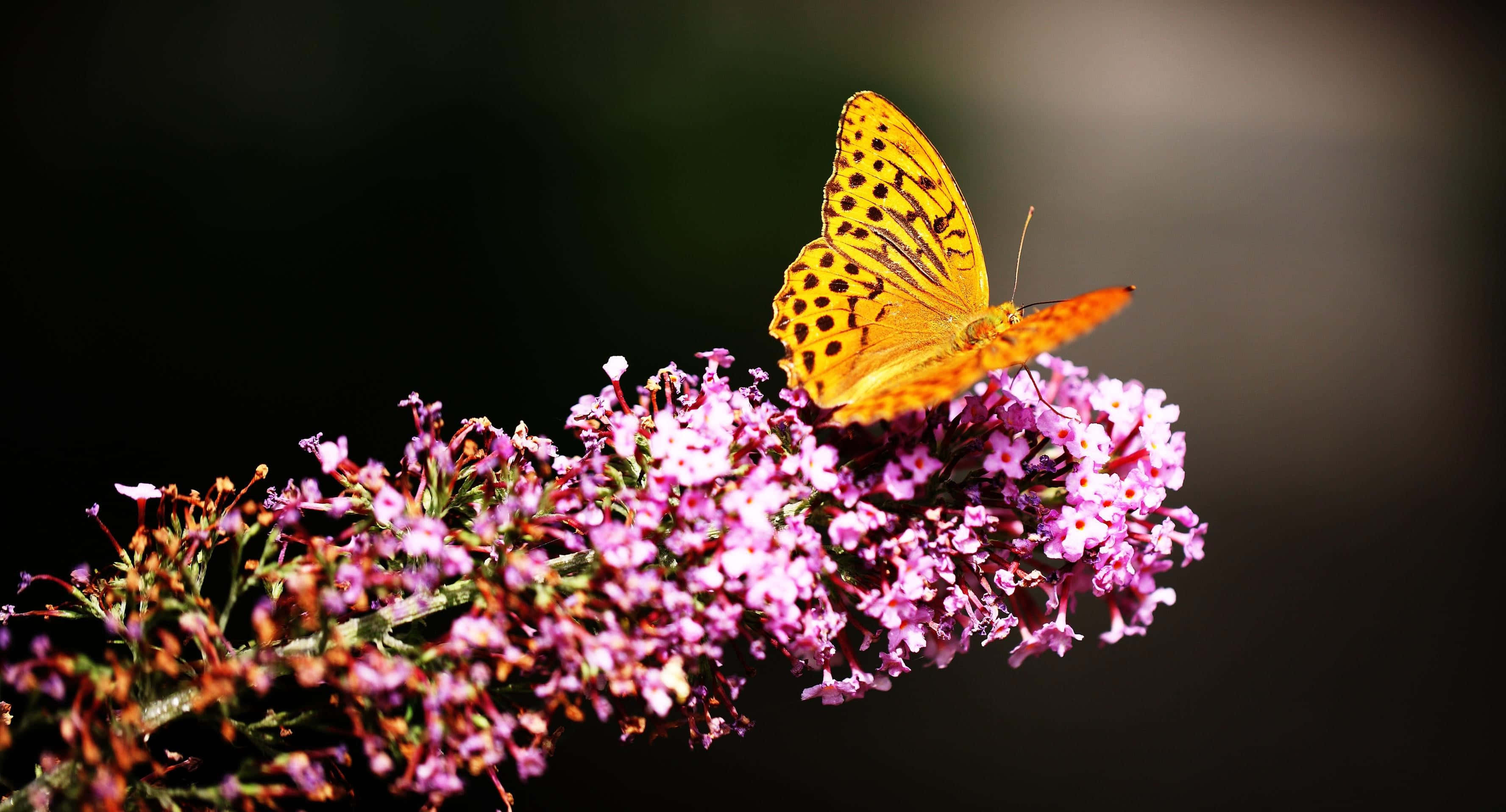 Flowers And Butterflies, vibrant orange butterfly, black spots, 2K Desktop Wallpaper