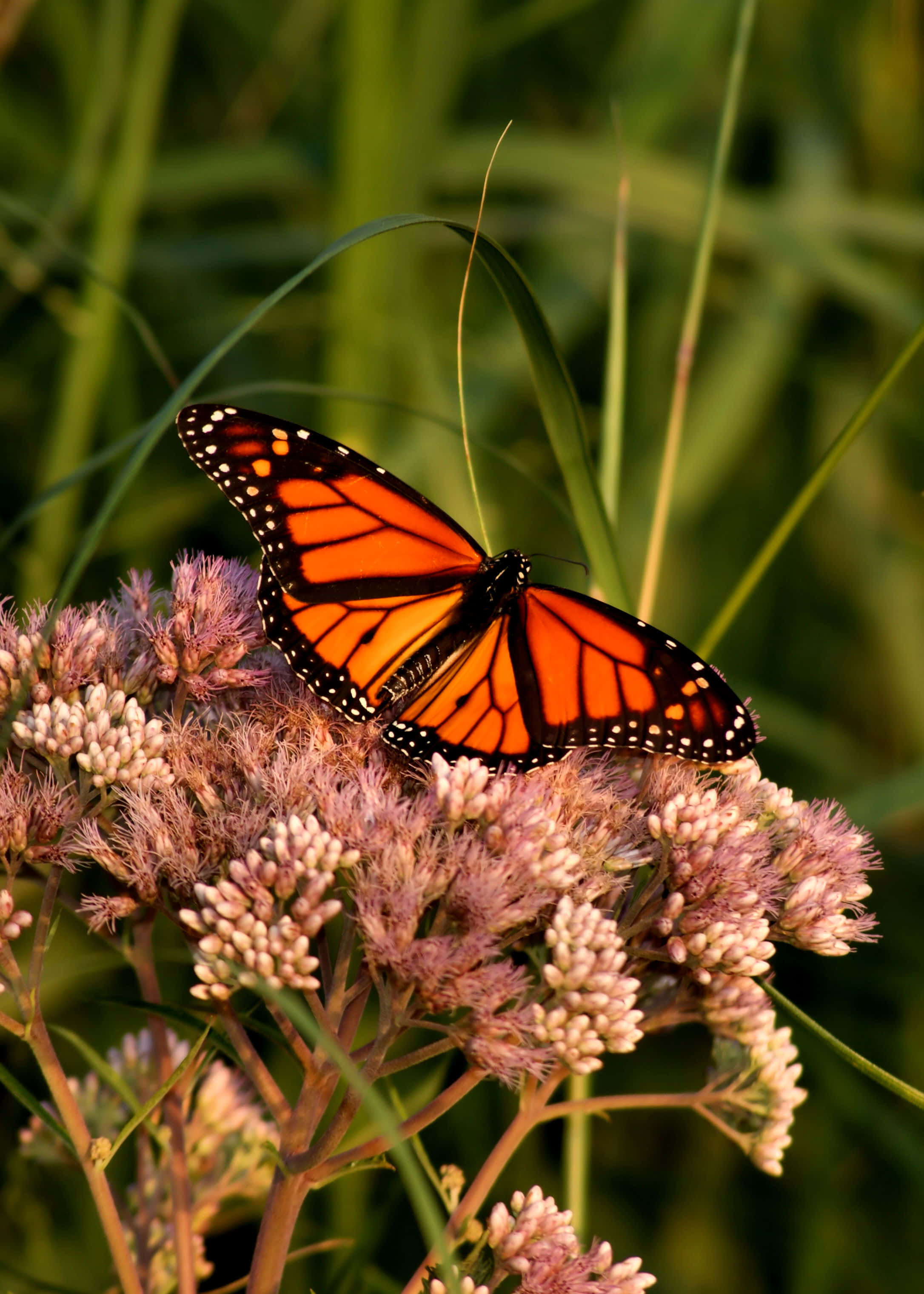 monarch butterfly, vibrant orange wings, soft pink flowers, 2K Phone Wallpaper